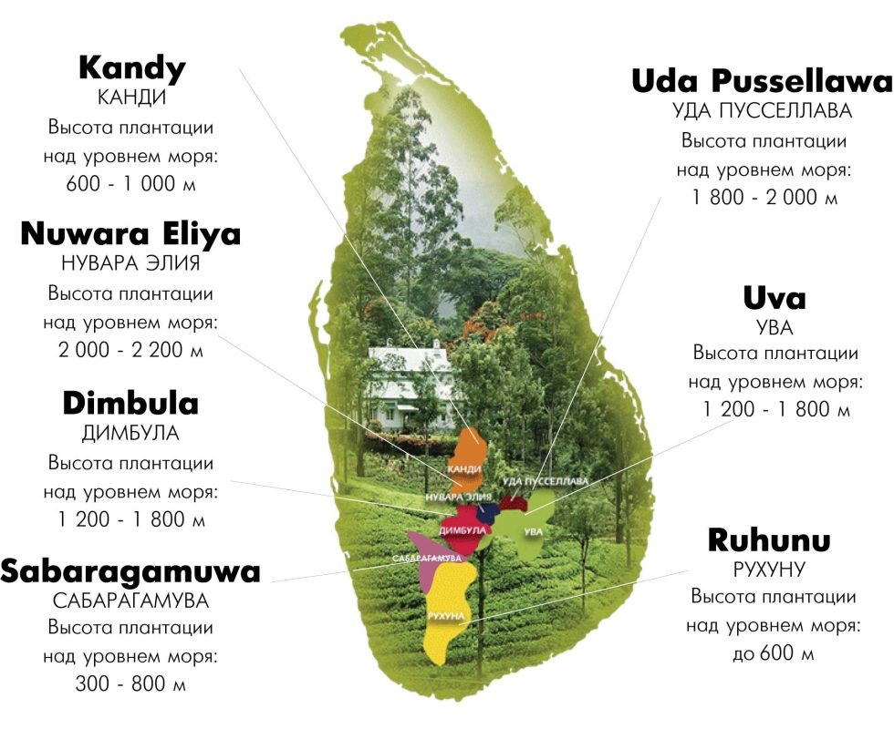 Плантаційний чай sri-lanka